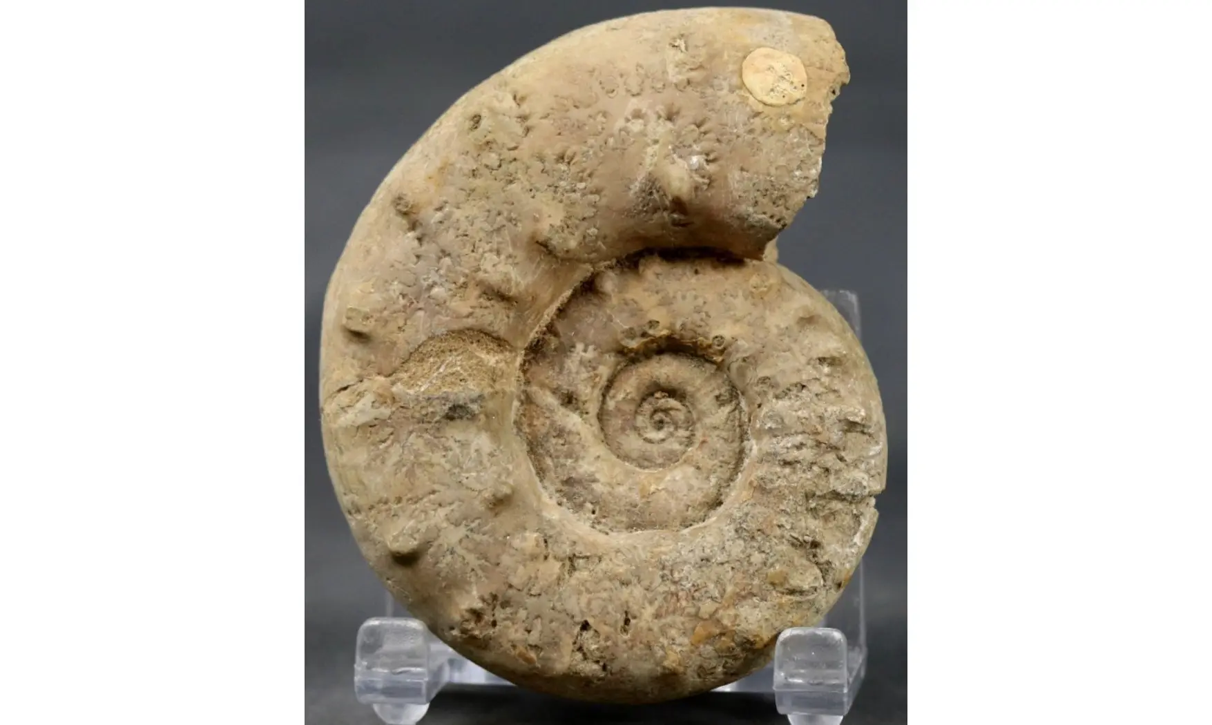 Euaspidoceras perarmatum
