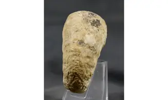 Euaspidoceras hyselum