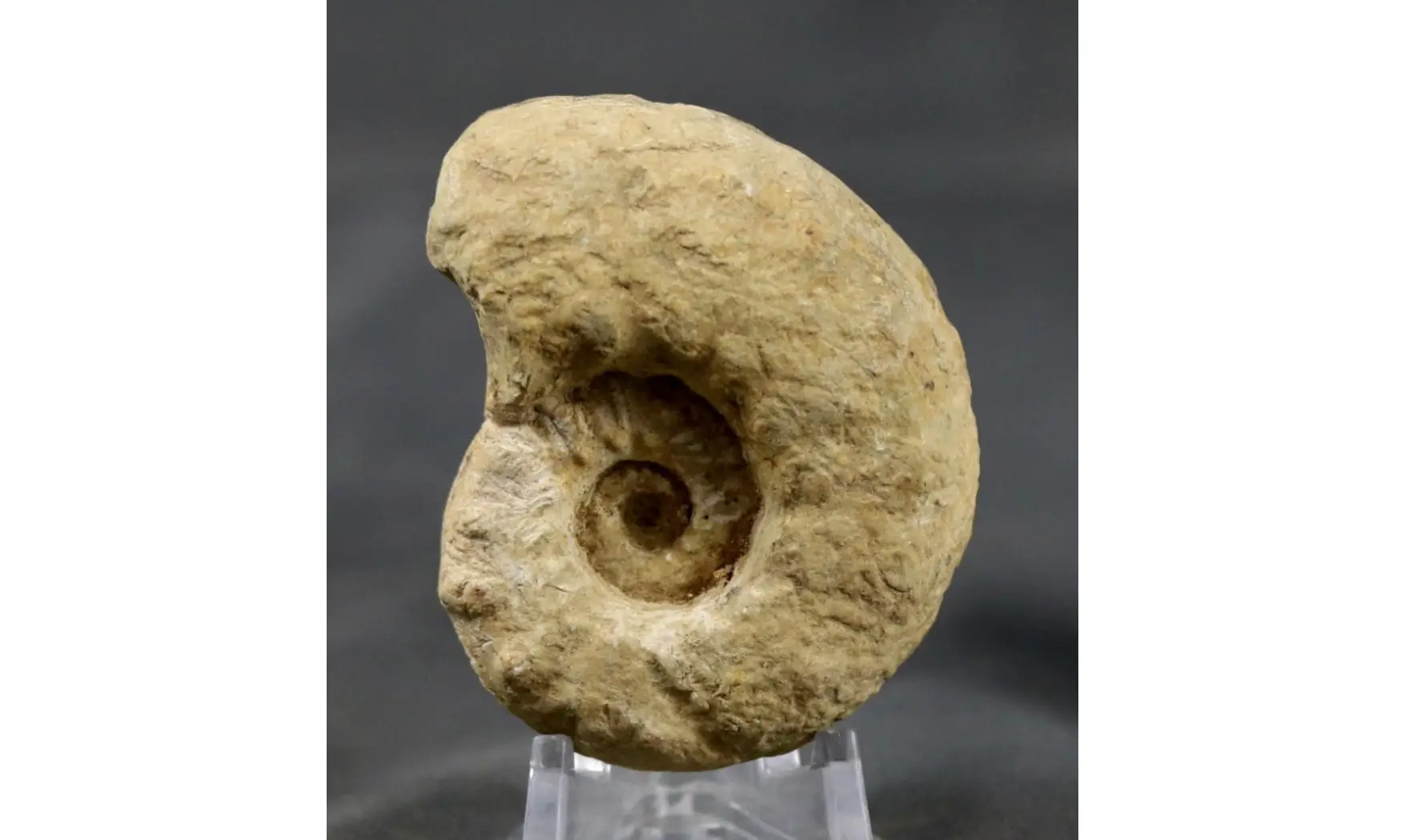 Euaspidoceras hyselum