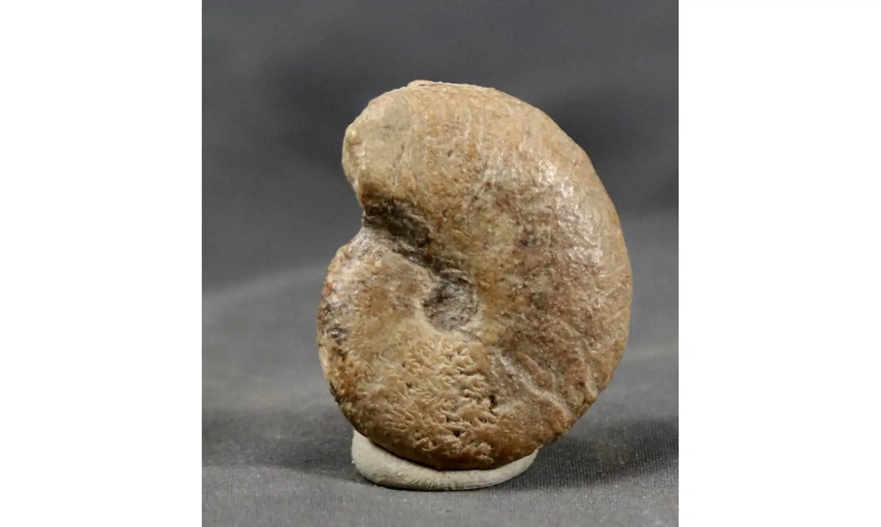 Proscaphites anar