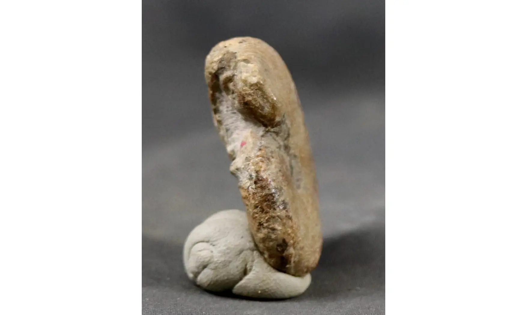Proscaphites anar