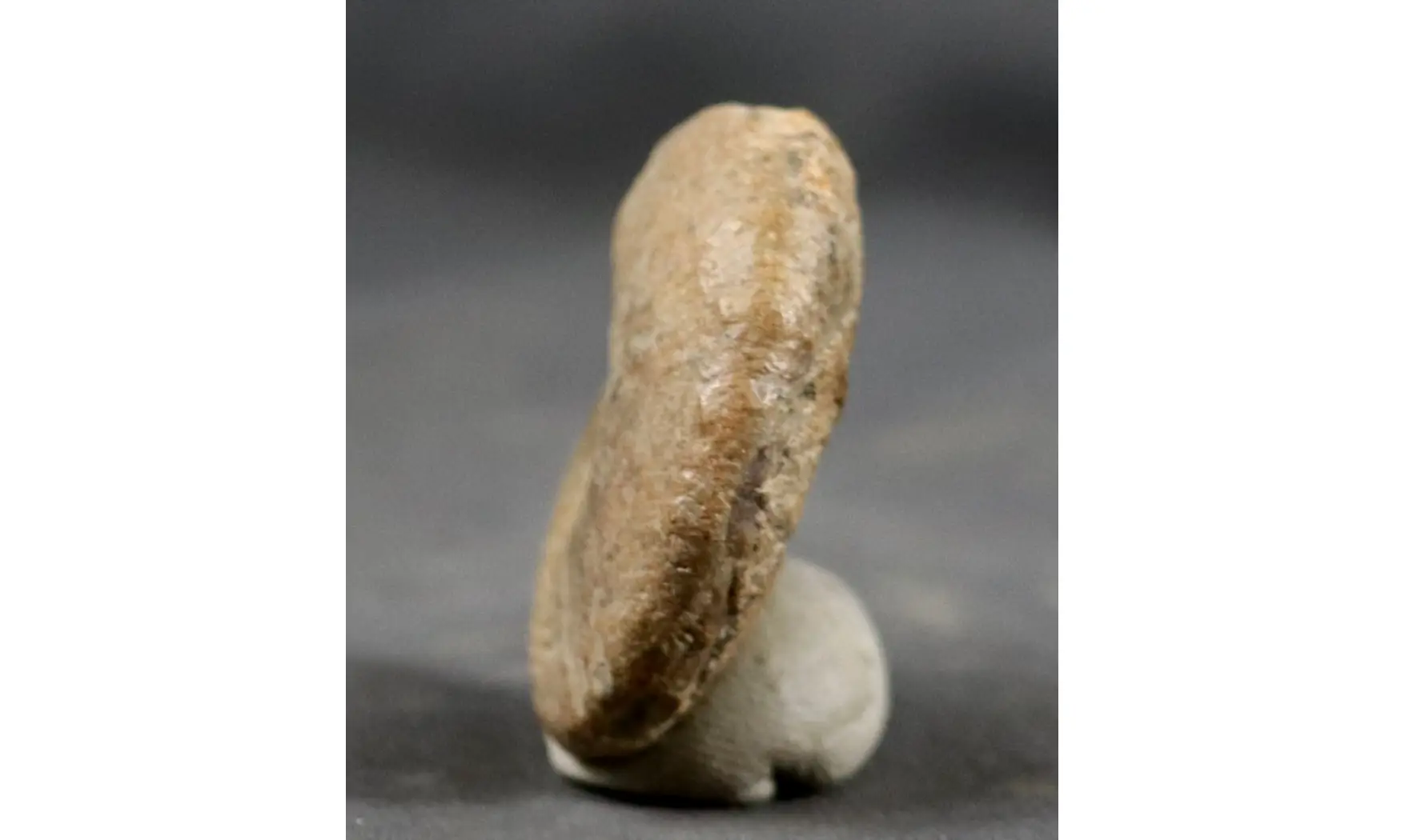 Proscaphites anar