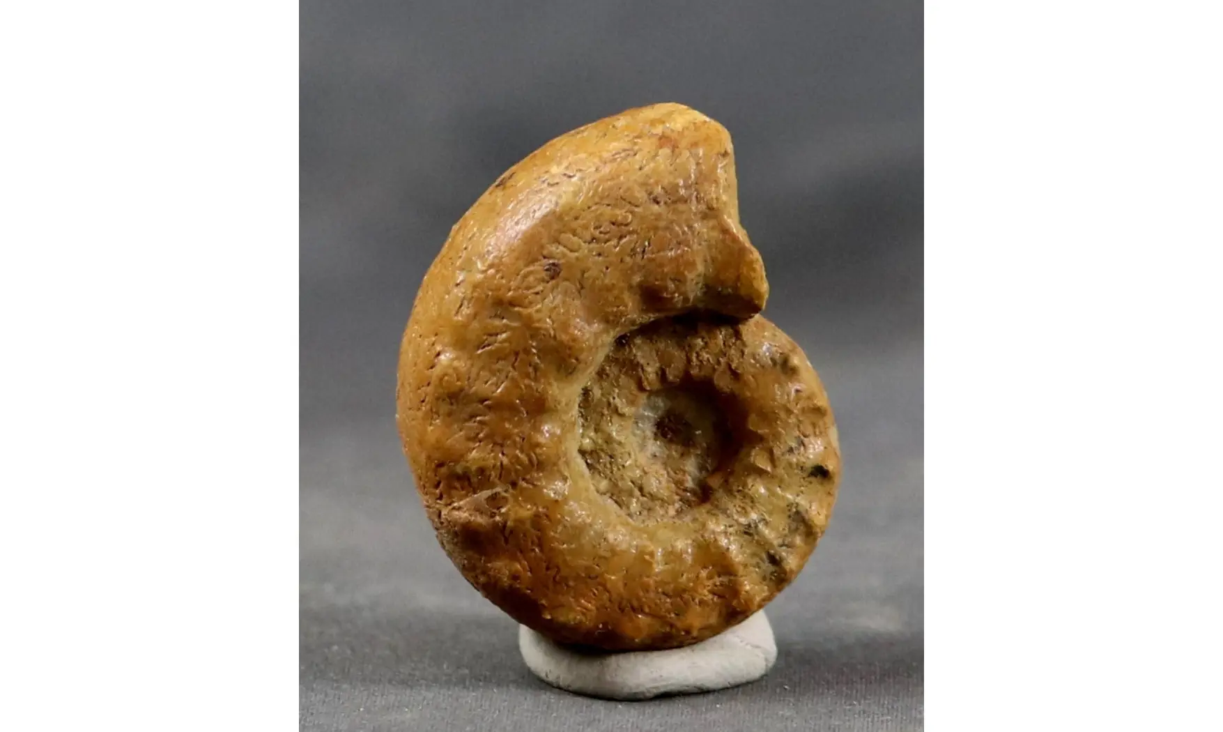 Euaspidoceras perarmatum