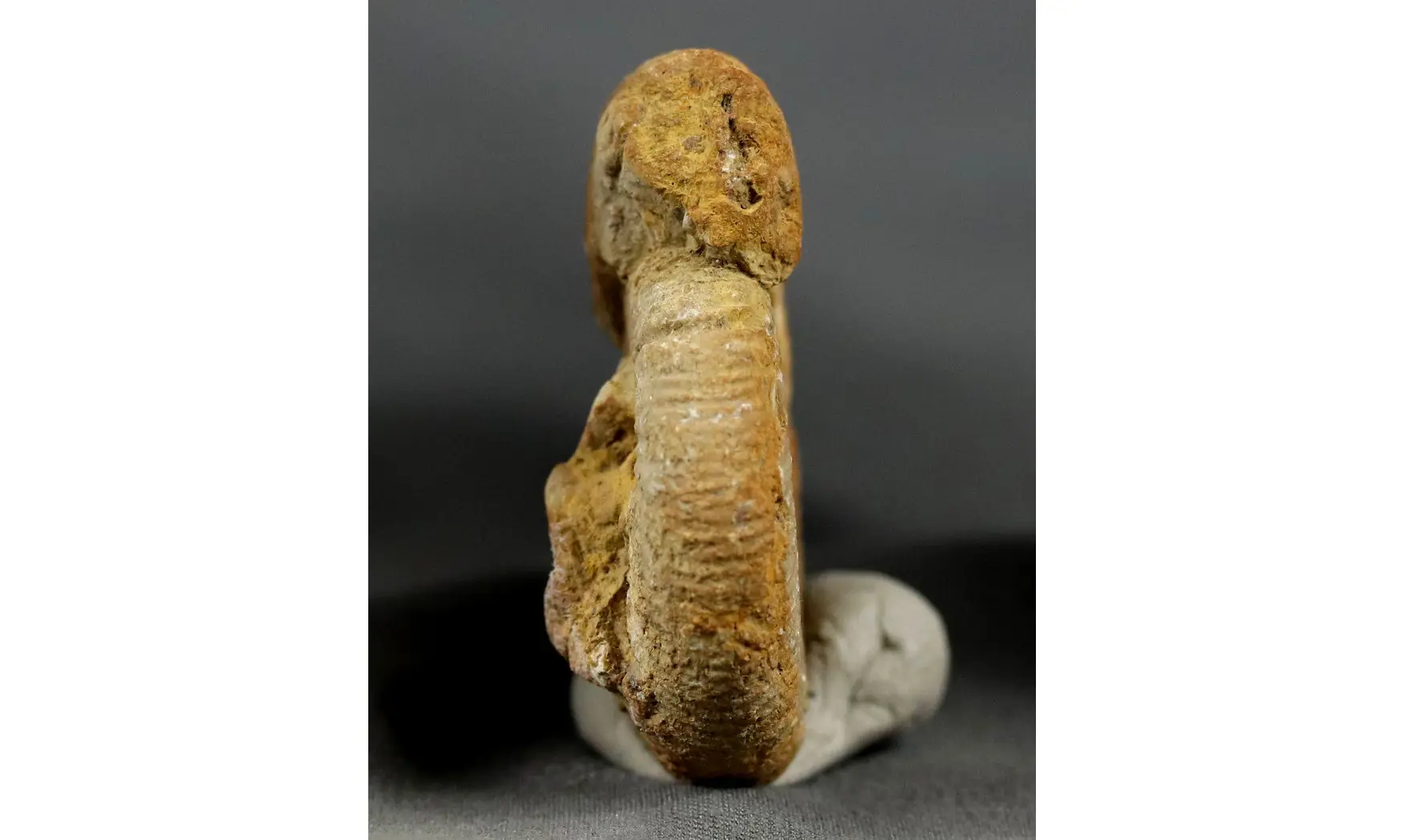 Passendorferia birmensdorfensis