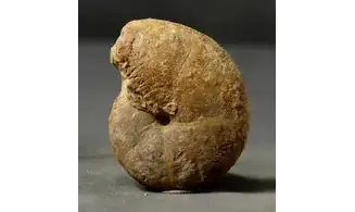 Calliphylloceras manfredi