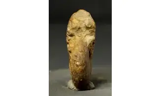 Calliphylloceras manfredi