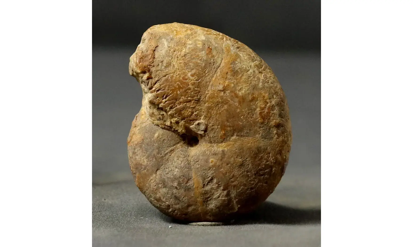 Calliphylloceras manfredi