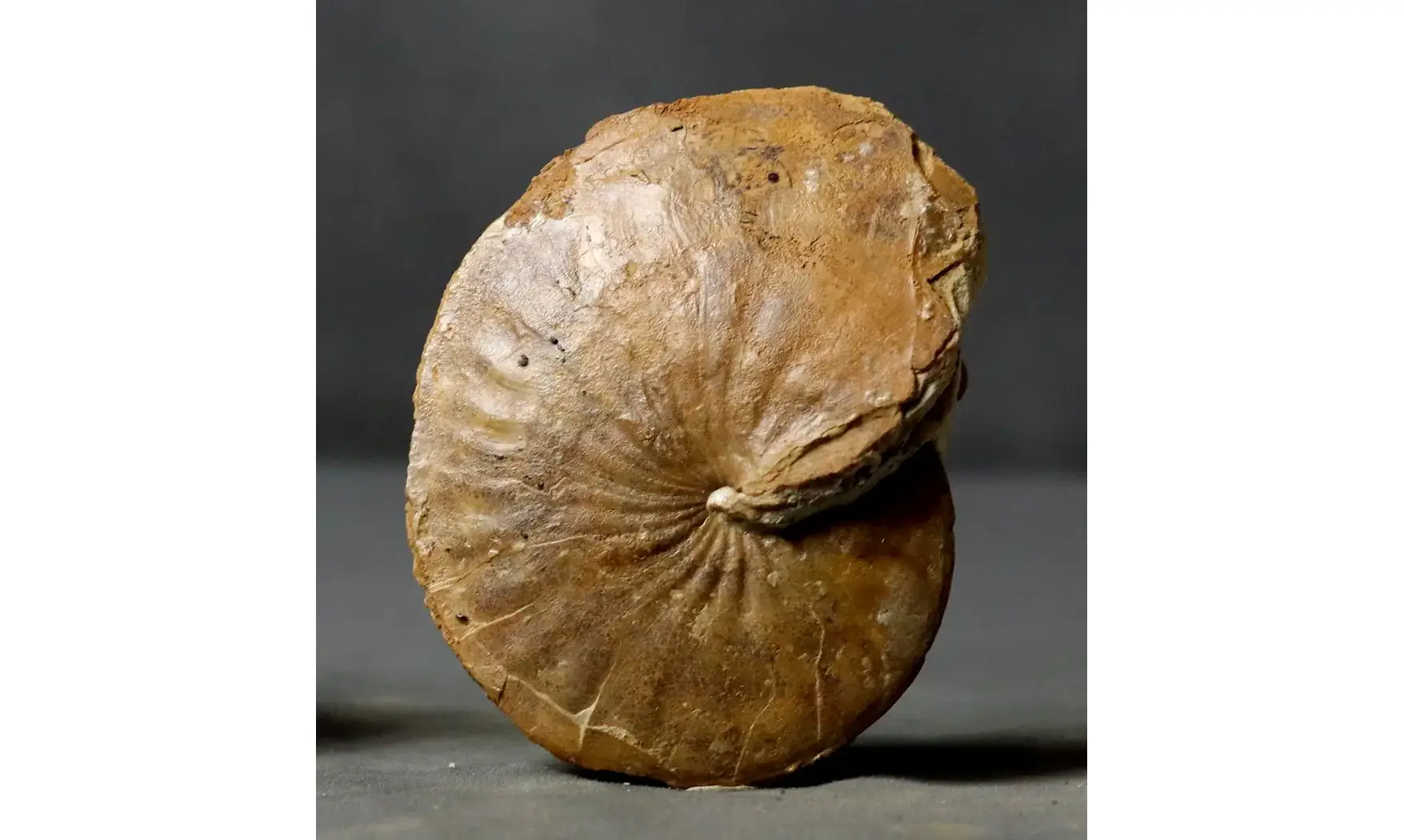 Calliphylloceras manfredi