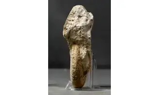 Taramelliceras dentostriatum