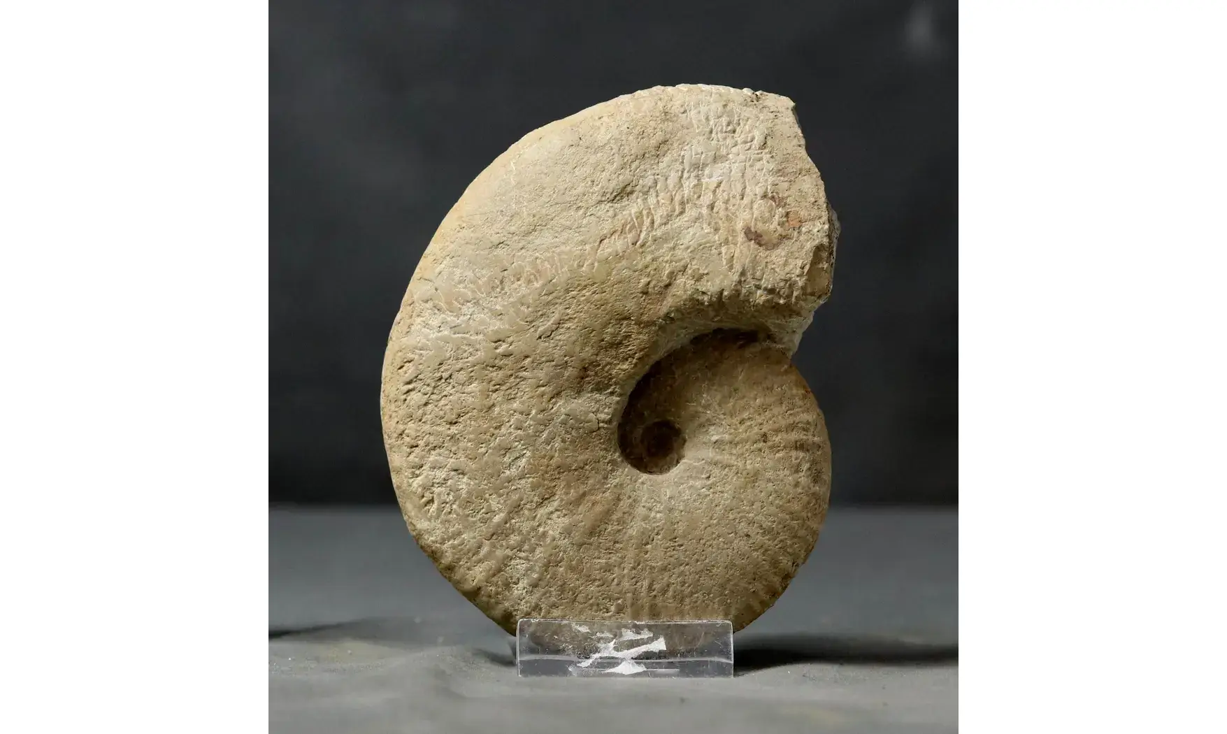 Taramelliceras dentostriatum