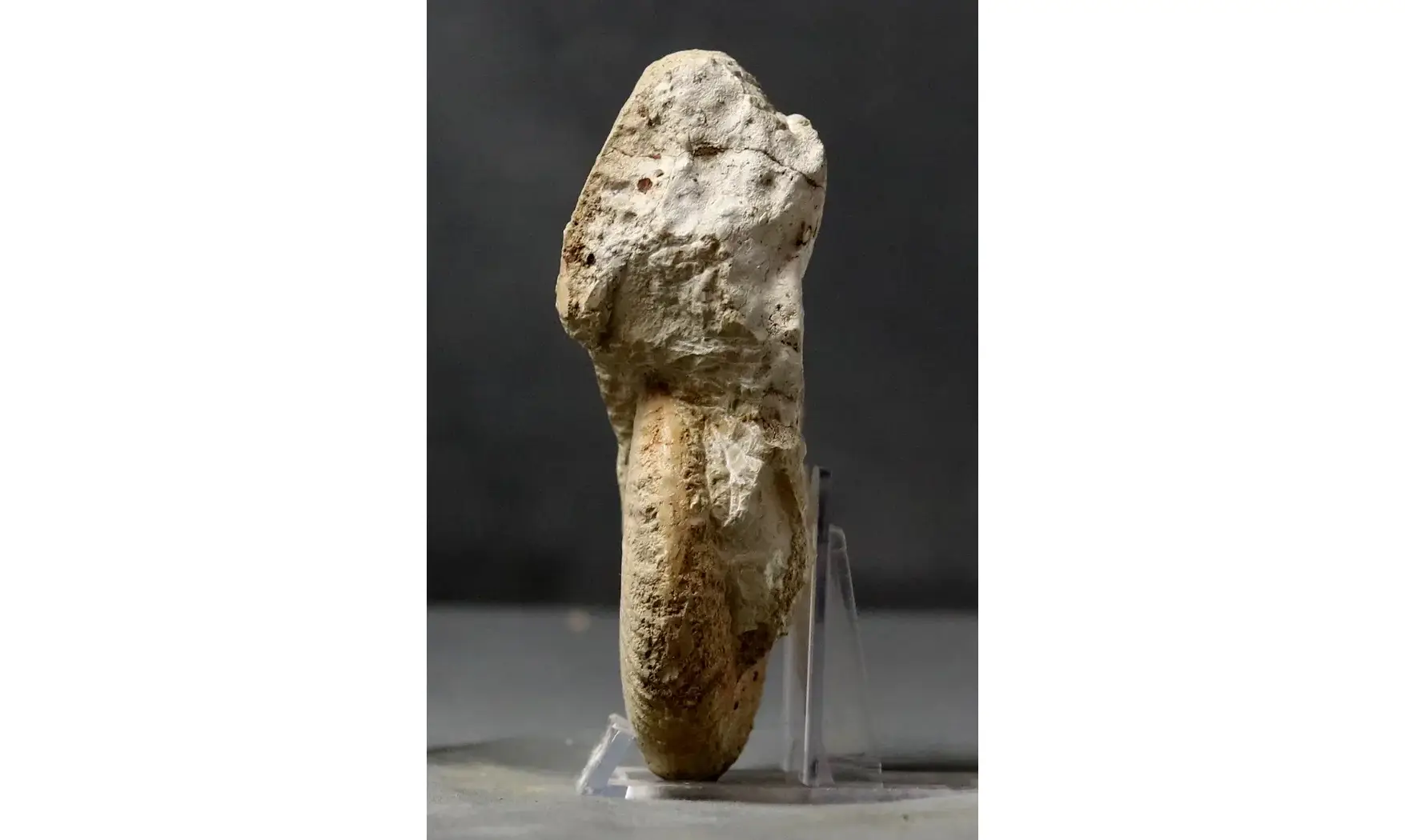 Taramelliceras dentostriatum