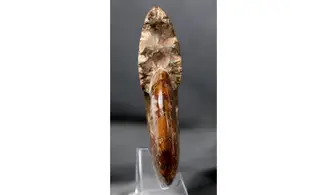 Aioloceras besairie