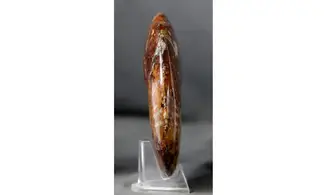 Aioloceras besairie