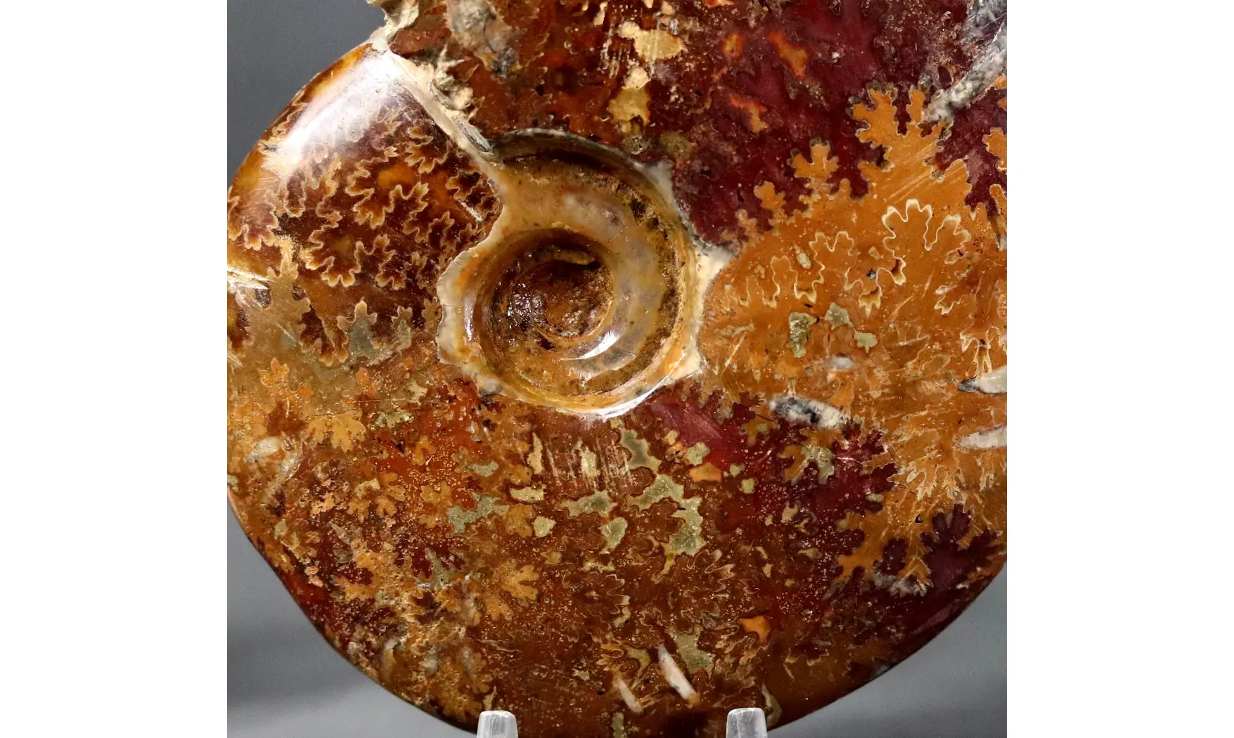 Aioloceras besairie