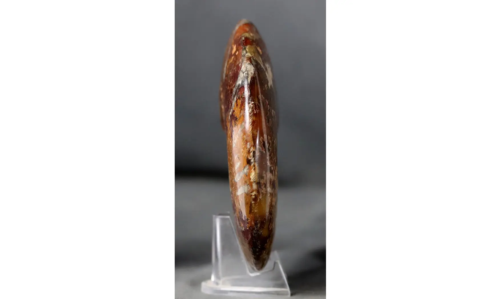 Aioloceras besairie