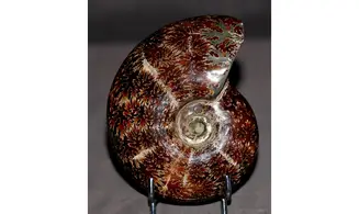 Desmoceras latidorsatum