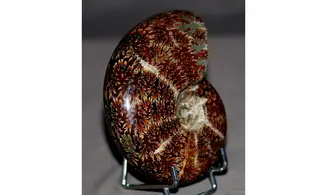 Desmoceras latidorsatum