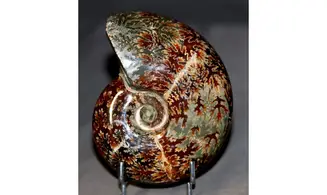 Desmoceras latidorsatum