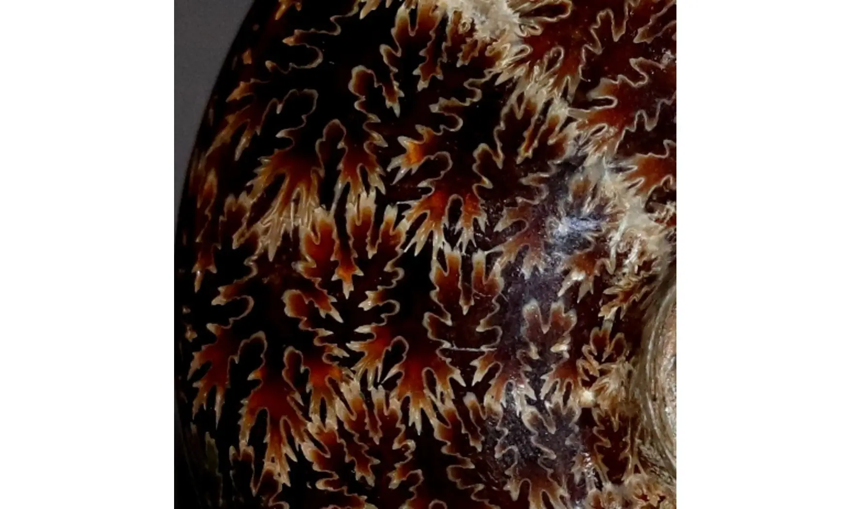 Desmoceras latidorsatum
