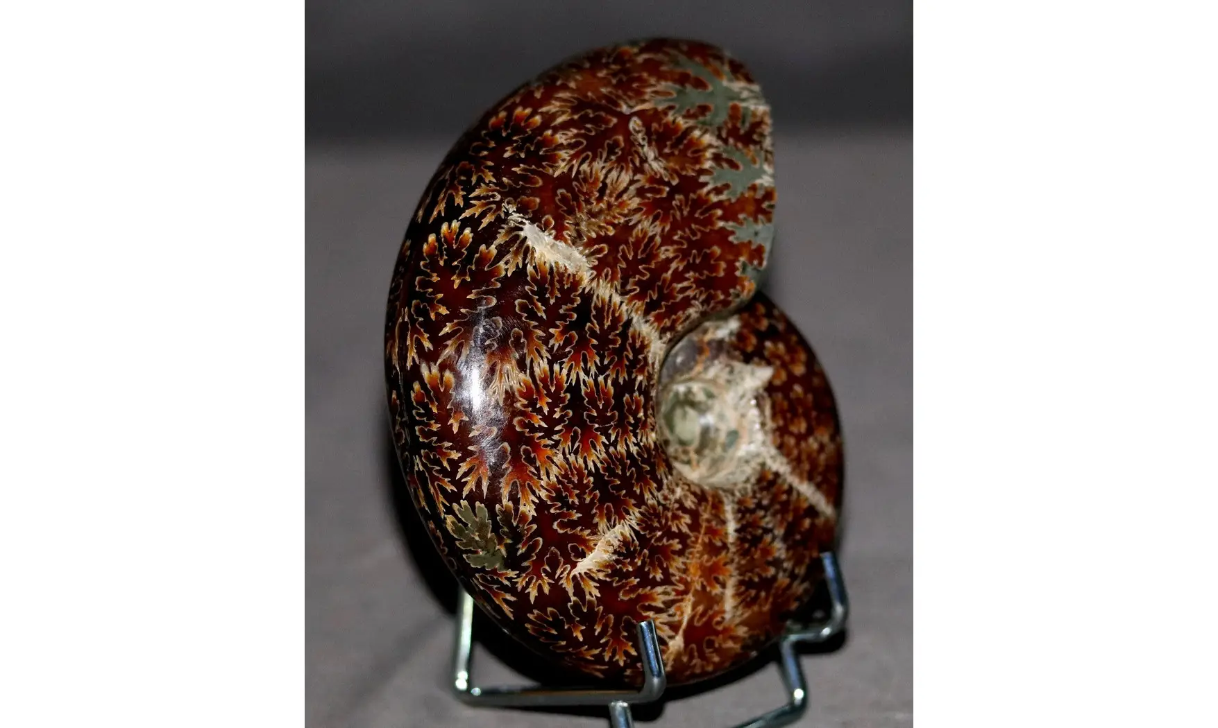 Desmoceras latidorsatum