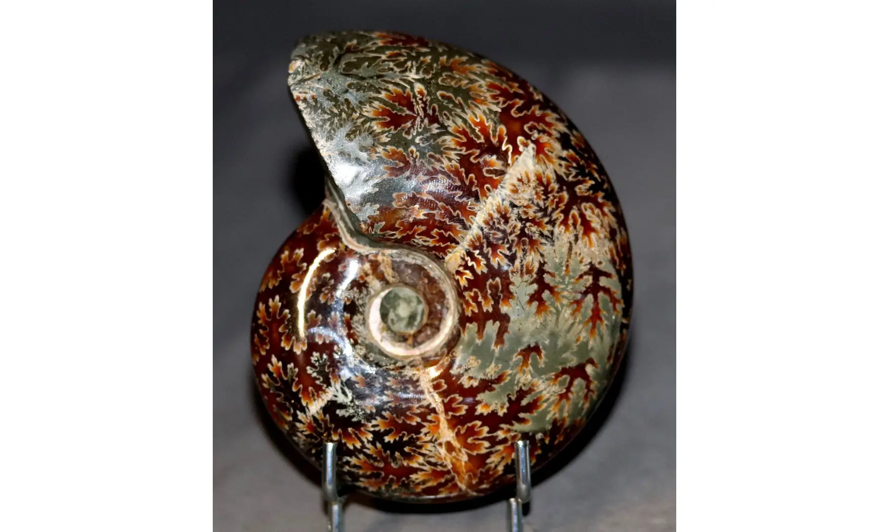 Desmoceras latidorsatum