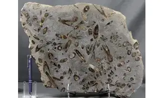 Belemnites paxillosus