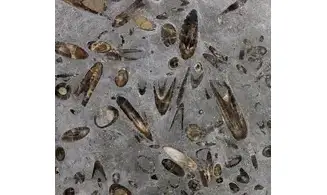 Belemnites paxillosus