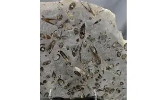 Belemnites paxillosus