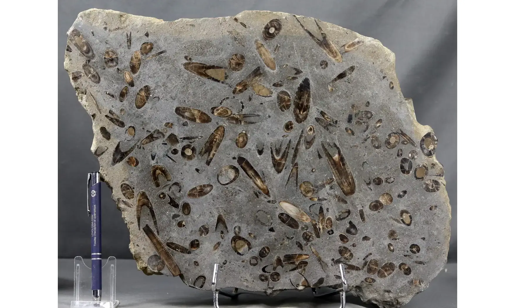 Belemnites paxillosus