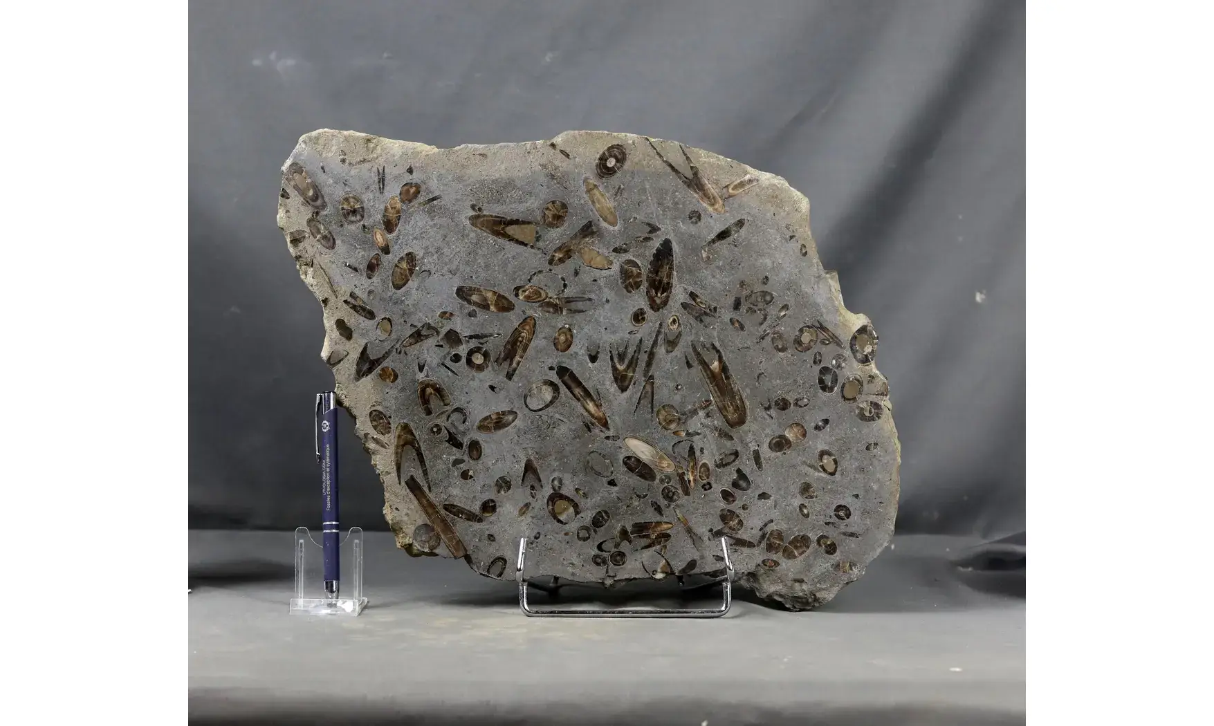 Belemnites paxillosus