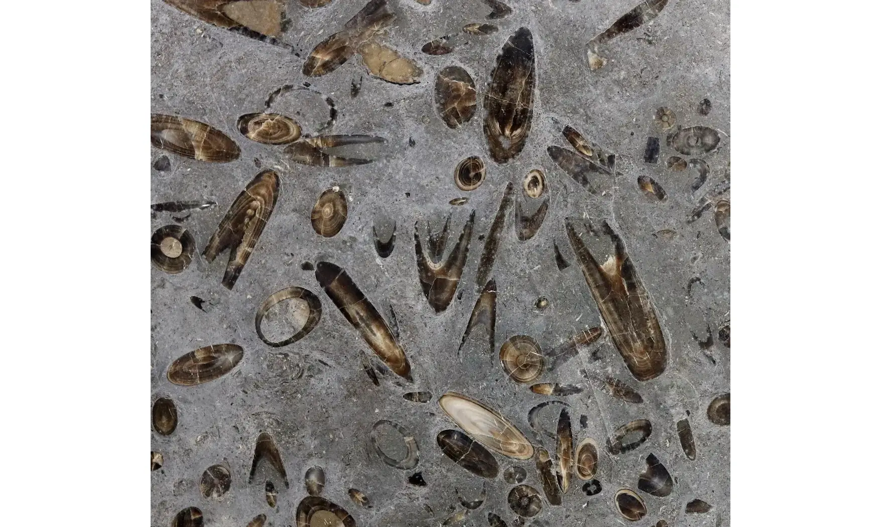 Belemnites paxillosus