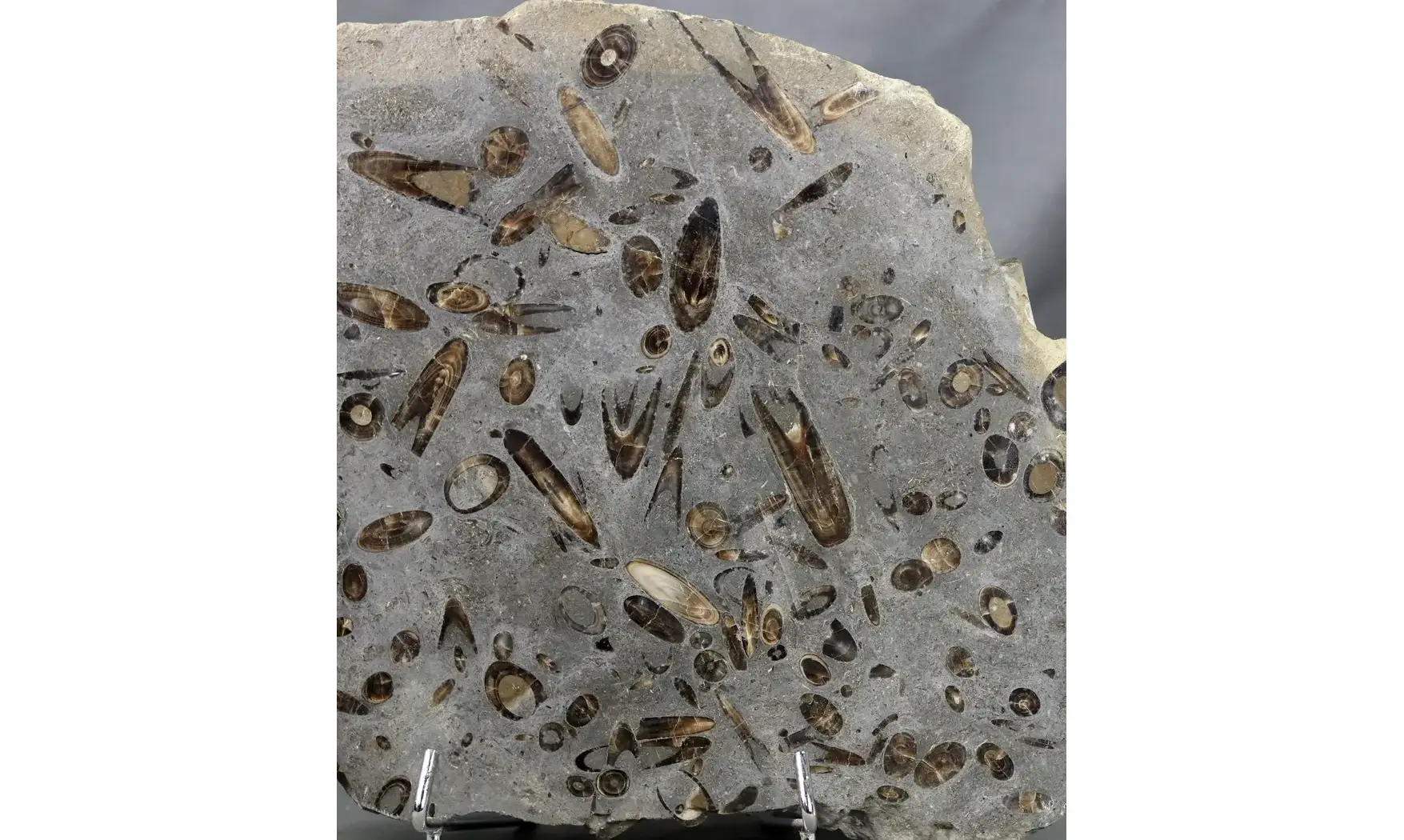 Belemnites paxillosus