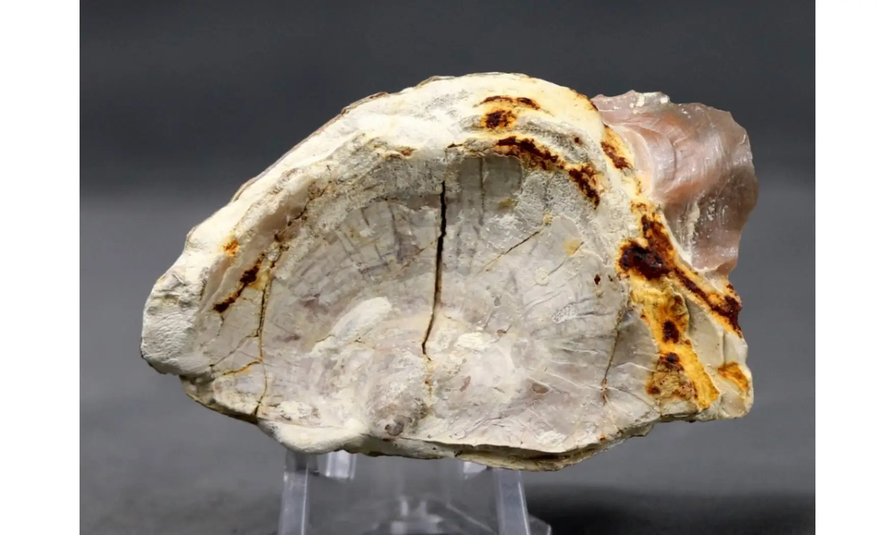 PYCNODONTE VESICULARIS