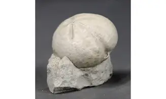 Micraster leskei
