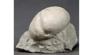 Micraster leskei