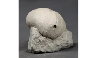 Micraster leskei