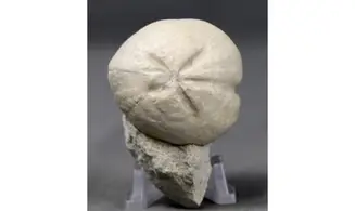Micraster leskei