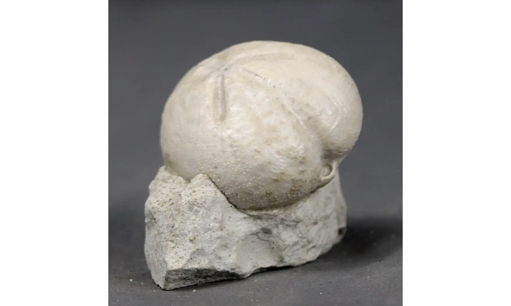 Micraster leskei