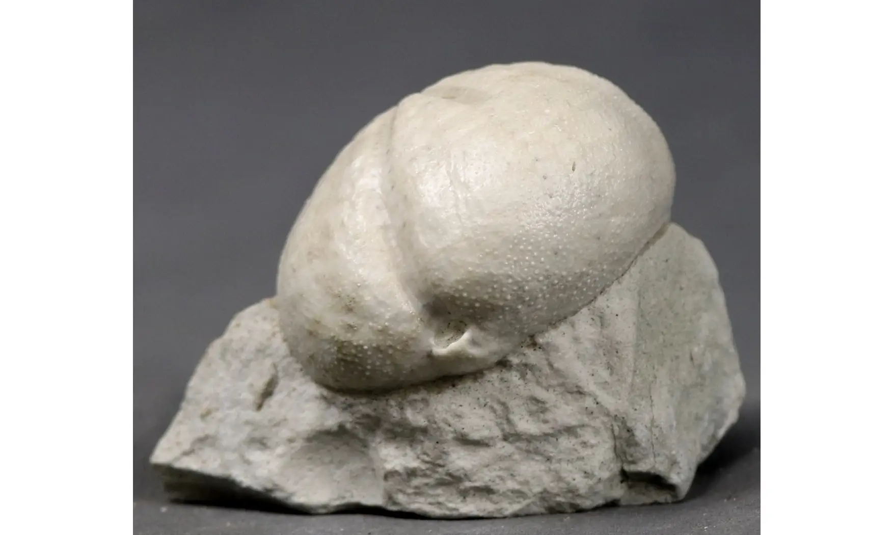 Micraster leskei