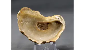 Amphidonte (CERATOSTREON) sp.