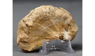 Amphidonte (CERATOSTREON) sp.
