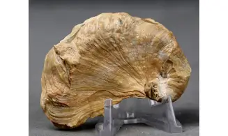 Amphidonte (CERATOSTREON) sp.