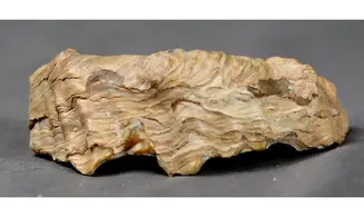 Amphidonte (CERATOSTREON) sp.