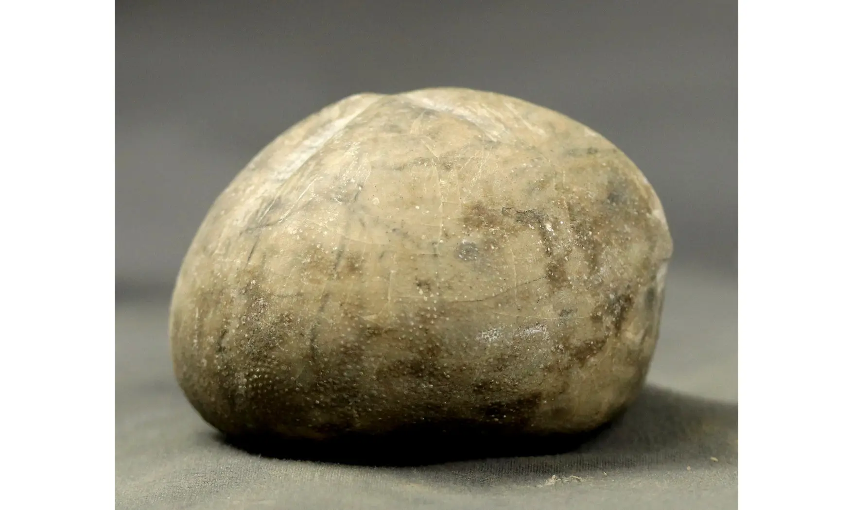 Micraster brevis