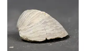 Acutostrea uncinella