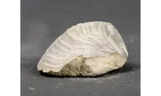 Acutostrea uncinella