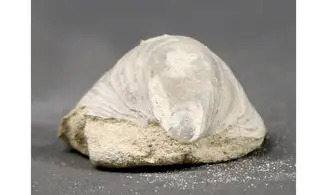 Acutostrea uncinella