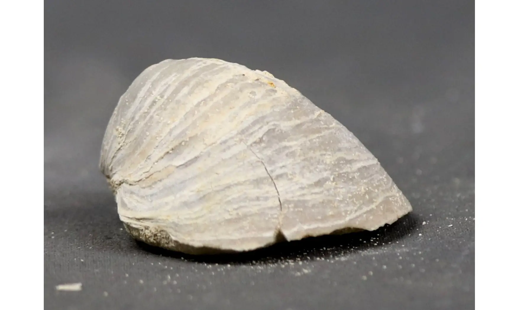 Acutostrea uncinella