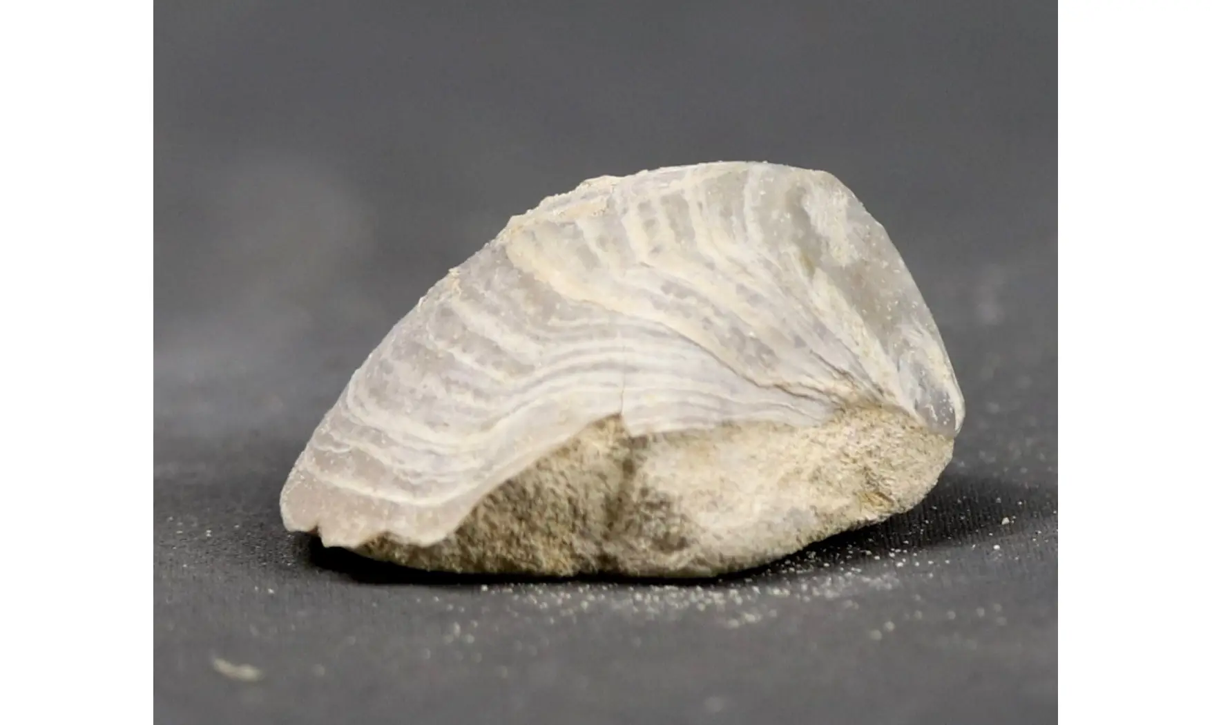 Acutostrea uncinella