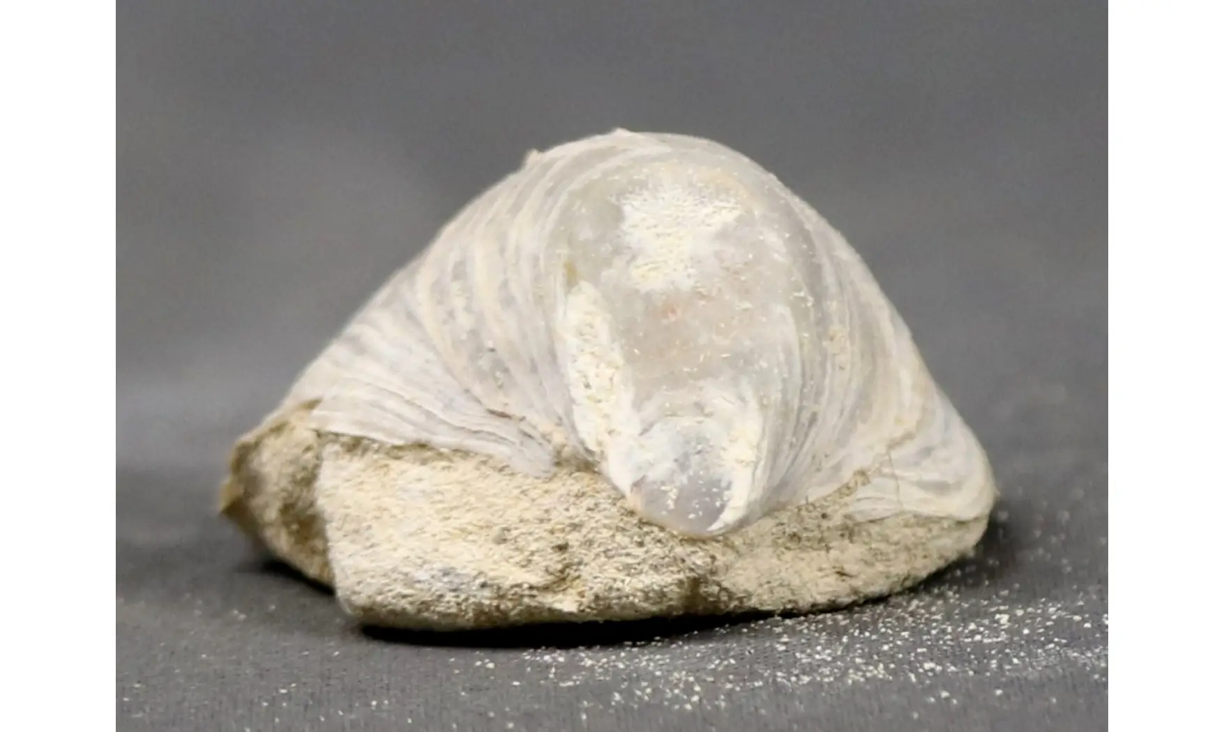 Acutostrea uncinella